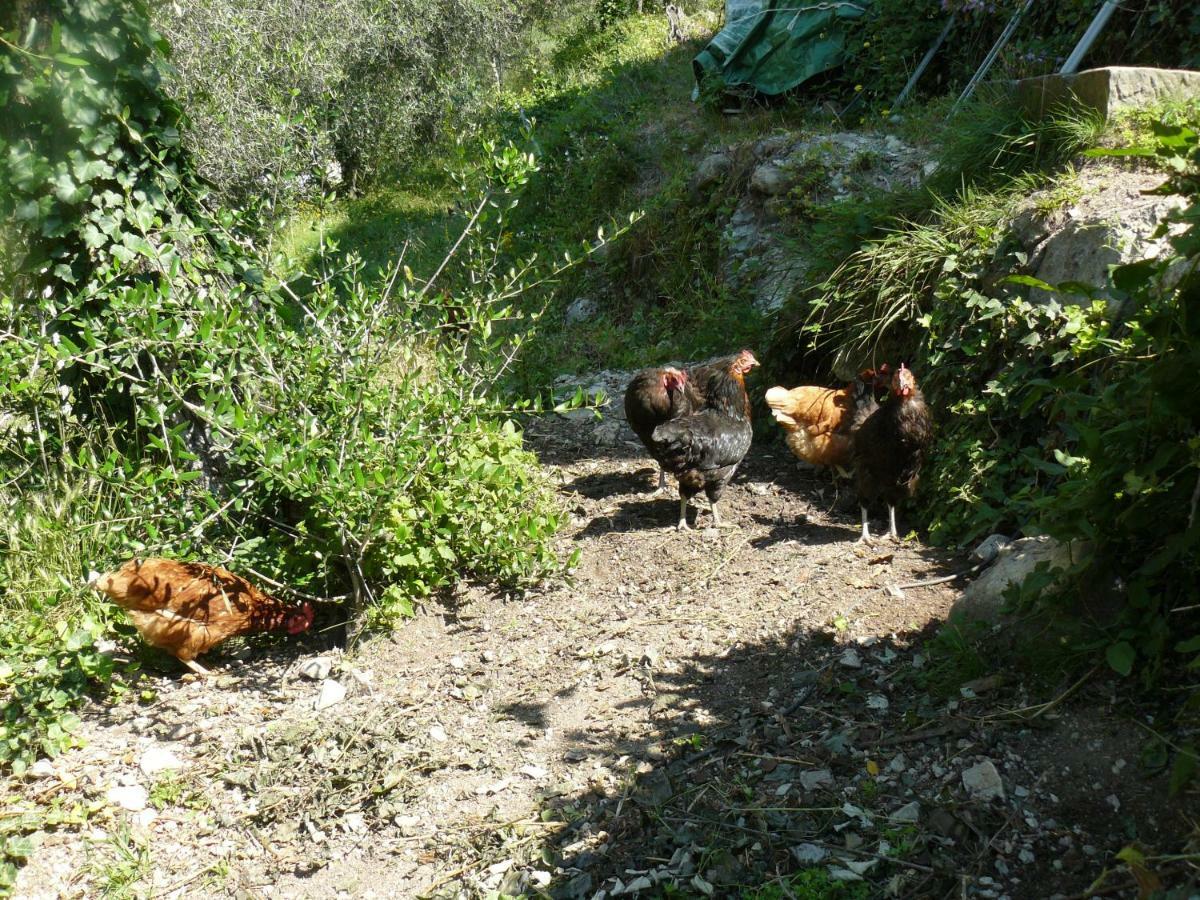 La Ferme Des Cailletiers Chez Marco Villa Lucéram Buitenkant foto